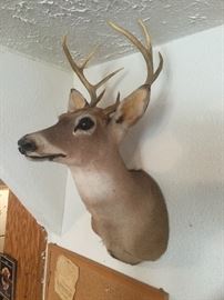 deer head