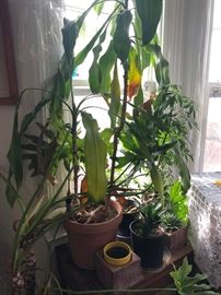 Houseplants