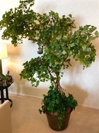 Gingko Tree - this is enormous and makes quite a statement!