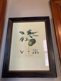 Set of two framed botanicals