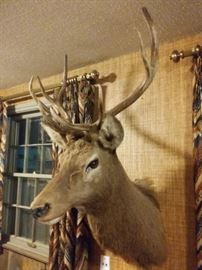 Elk & Deer Taxidermy