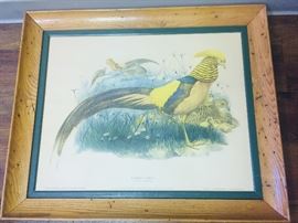 pair of vintage framed bird prints