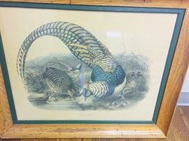 pair of vintage framed bird prints