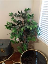 There are two ficus trees in this sale!!