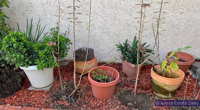 PLANTS and PATIO