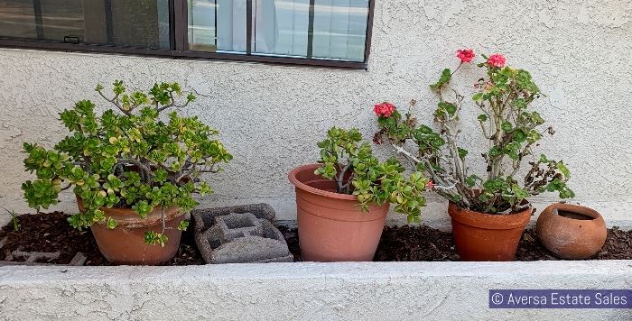 PLANTS and PATIO