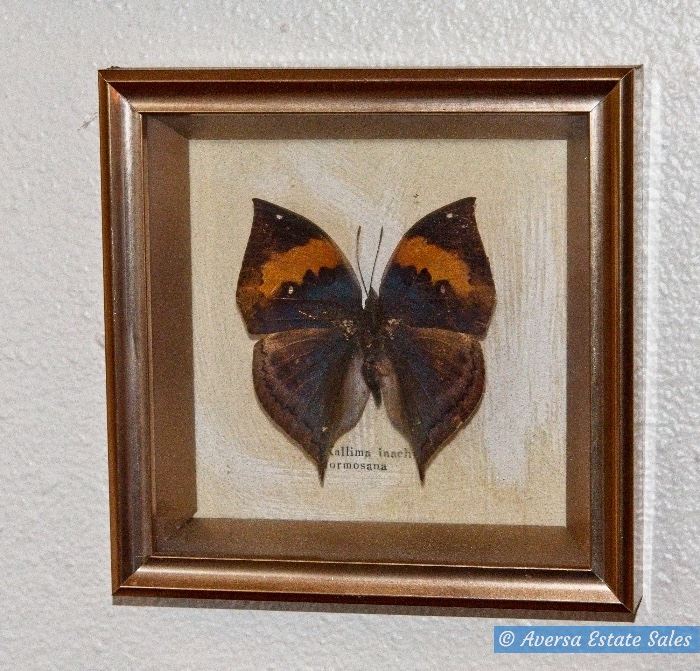 Framed Butterflies
