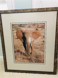 African Elephant Framed Art Prints