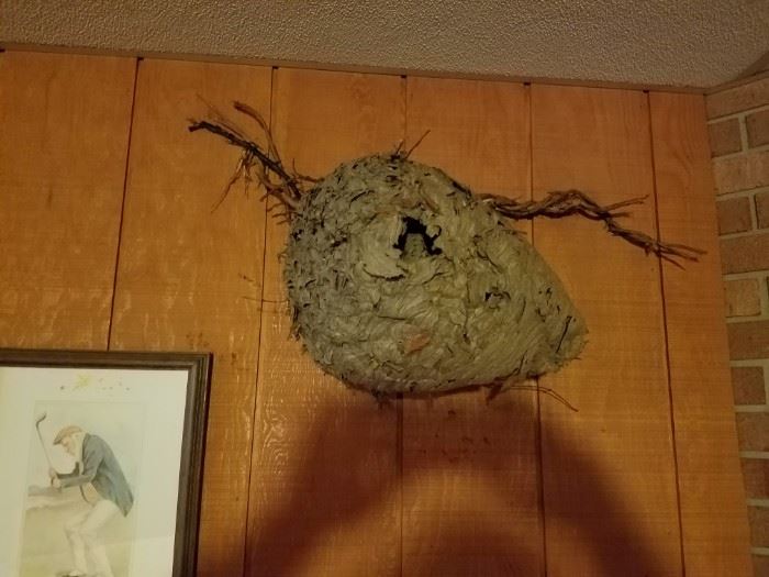 Old hornets nest