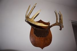 DEER ANTLERS