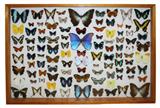 Large butterfly specimen collection