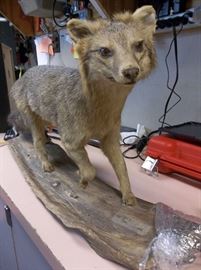 TAXIDERMY