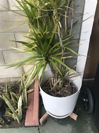 mid-century modern plants