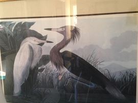 Framed Purple Herons  (Ardea Rufescens)
