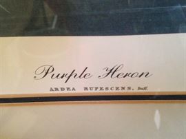 "Purple Heron"  (Ardea Rufescens)