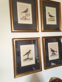 Handsomely framed  bird prints 
