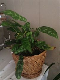 Another available plant