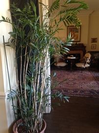 One of several large life plants