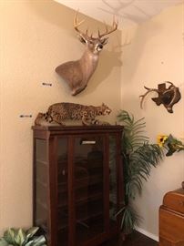 collection of texas-south texas-hill country  deer and a few more !!