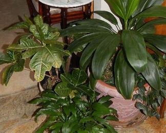 ASSORTED LIVING PLANTS THROUGHOUT THE HOME