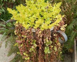 OUTDOOR PLANTS FOR SALE