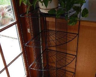 LIVING PLANTS FOR SALE