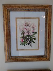 Framed botanical from Trowbridge Gallery
