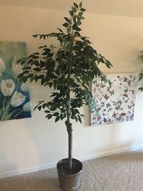 6.5' Decorative Ficus Tree