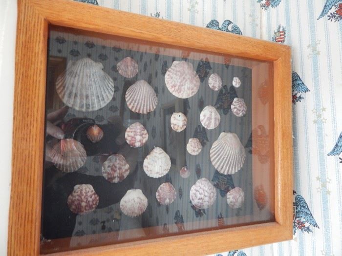 Shadow box with shell collection.