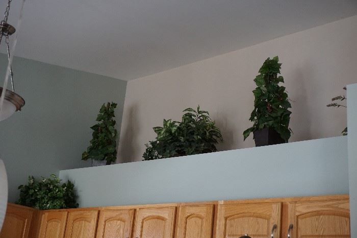 plants
