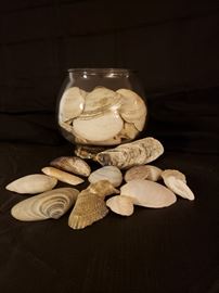 Shells by the sea https://ctbids.com/#!/description/share/104222