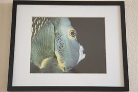 Framed Art-Ocean Life