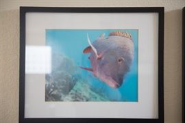 Framed Art-Ocean Life