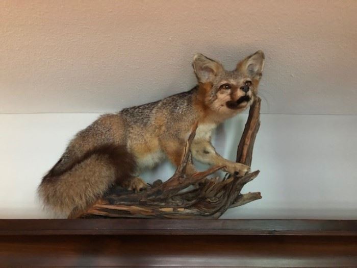 taxidermy fox