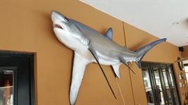13-1/2 ft Mounted Big-eye Thresser Shark.   In perfect condition. 
(From Grays Taxidermy)
