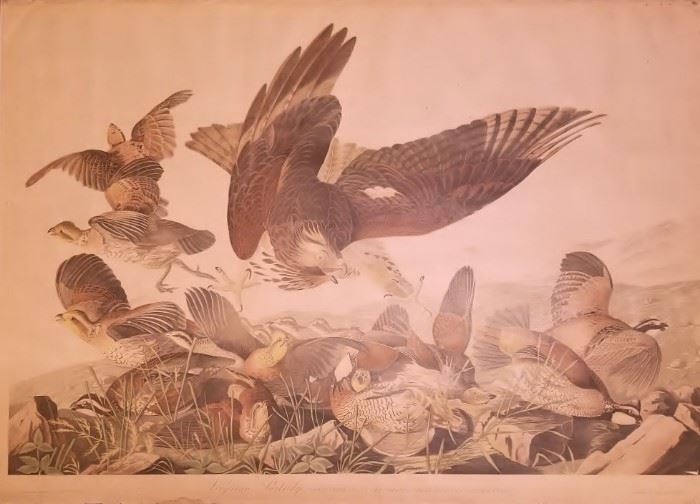 John James Audubon , "Virginian Partridge" Plate 289, Chromolithography by Julien Bien, New York 1859 (plate size 27"x38") in original birdseye maple frame.