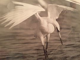 Signed Tony Ames Reddish Egret Two Print