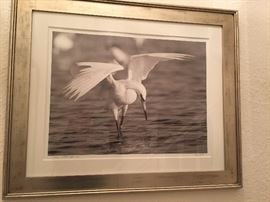 Signed Tony Ames Reddish Egret Two Print