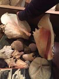 Assorted Seashells