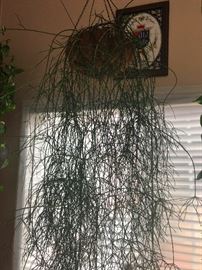 MORE PLANTS! They provide oxygen!