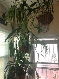 The plants are coming for you!