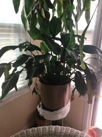 You will have so much of your own oxygen with these plants!