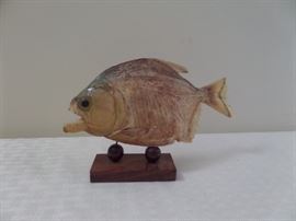 piranha taxidermy
