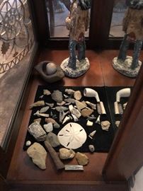 Fossil collection, sharks teeth, shells