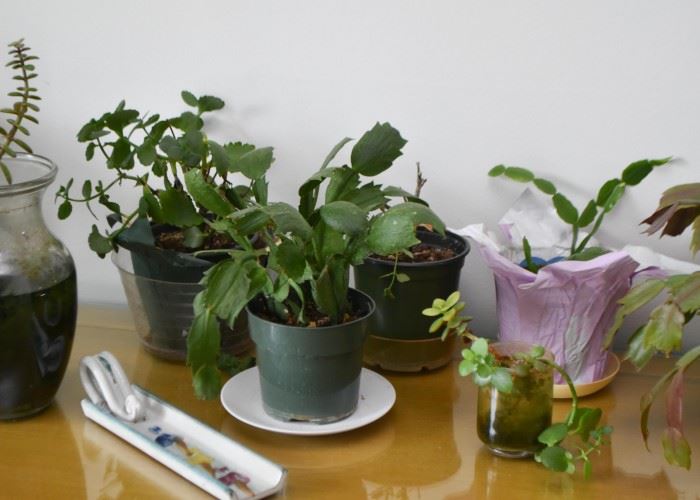 Live Plants, Houseplants