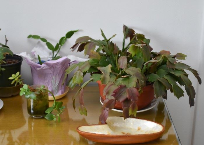 Live Plants, Houseplants