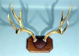 Mounted Whitetail Deer Antlers Approximately 21" Span 8 Points