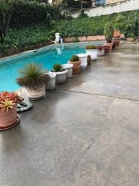 Potted plants, drought-resistant and indigenous plants