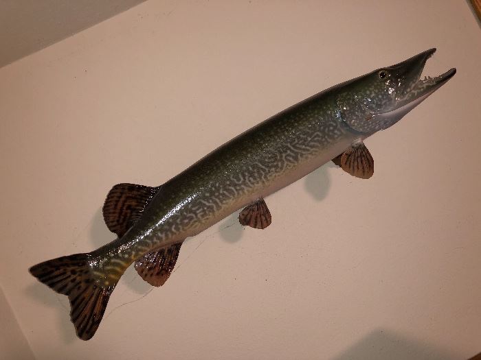 Pikes peak has nothing on this guy. (It is a stuffed pike, right?)