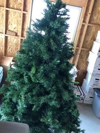 Pretty cool evergreen... with lights... especially nice at Christmas